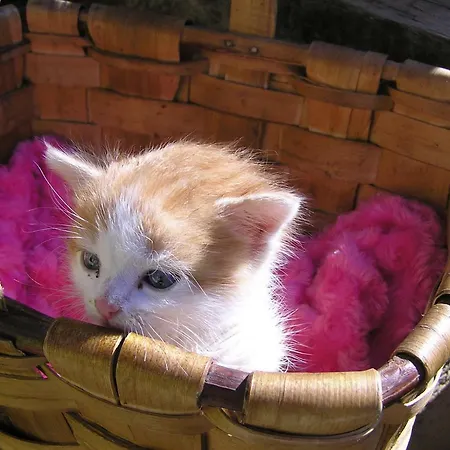 Lamadretierra 度假居 *