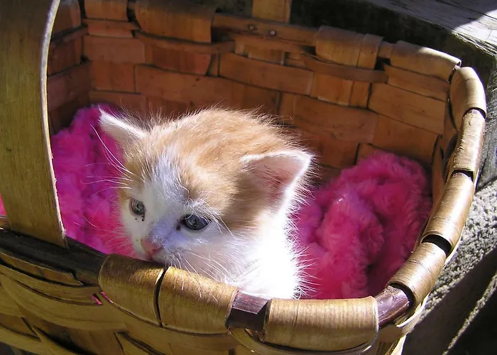 Lamadretierra בית נופש *